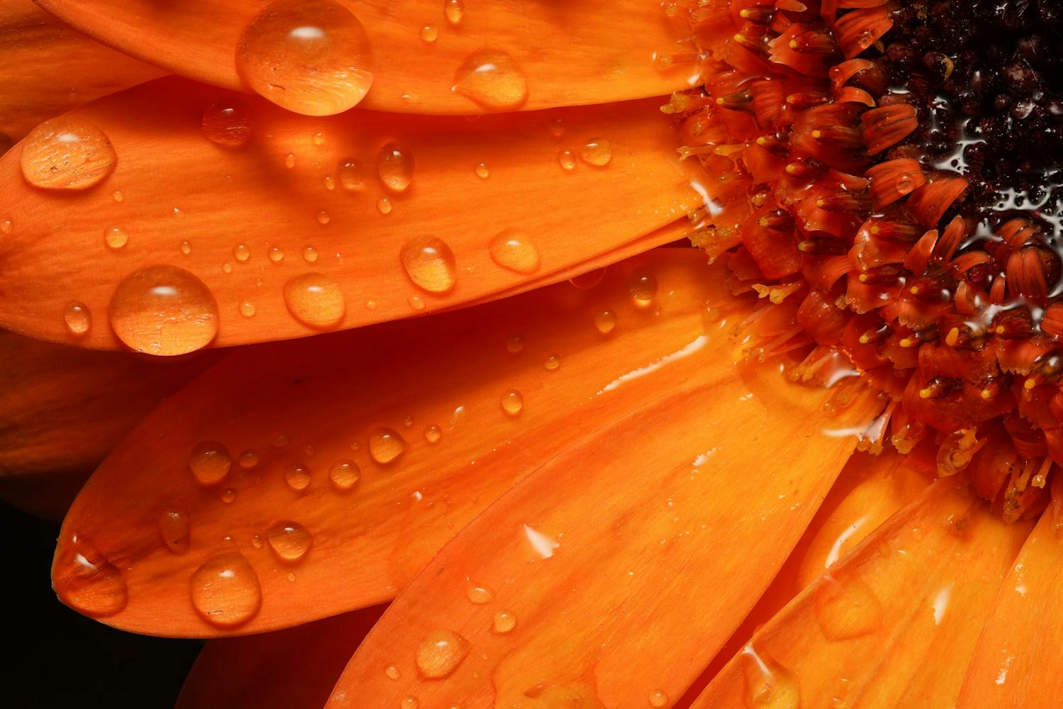 Makrobild av blomma med droppar i närbild